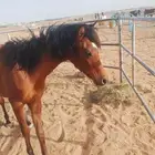 مهر شعبي عمره سنه وأربع شهور وعليها