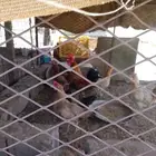 دجاج بلدي