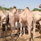 قعدان ويوجد عنا سوكن وبربري