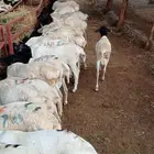 قعدان