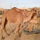 قعدان وتيوس صومالي مرباه