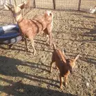 معزا جنوبيات ولد ثنتين معها ثلاثه اسنانها موضحه بالاعلان