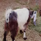 ماعز