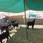 معزا جذعات عوارض