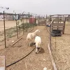 مشاريع فحول