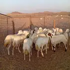 20رخال رفيديات جذعات العسر 1000