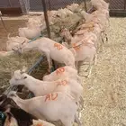 تيوس وقعدان للجمله من الباحه