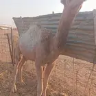 حشوان قعدان مفاريد بريه قصب ولا قود