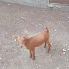 طليه تمص من اي عنز