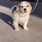 كلب بمورينين مع مالتيز