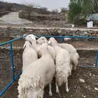 غنم صنف