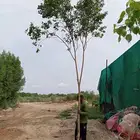 اشجار خشبيات سماكات و شتلات شربسات بالجمله