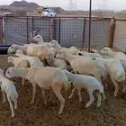 ضان رفيديات