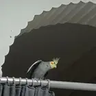 للبيع كروان باكستاني اليف