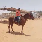 خيل للبيع على السوم
