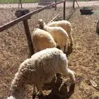 خرفان نعيم وحري