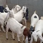 تيوس مطوره مشاريع فحول او ذبح