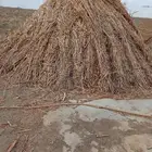 قصب للبيع
