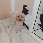 بودل ذكر بيور للبيع