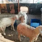 غنم حري