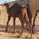 حاشي لباني بري فاخر