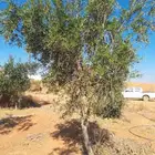 اشجار زيتون