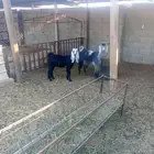عنز معه جفره