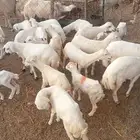 ضأن للبيع