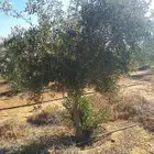 اشجار زيتون