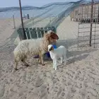 خروف
