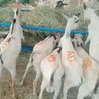 تيوس صوماليه صحه ممتازه وأحجام طيبه