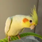 كروان لاتينو