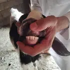 معزا