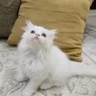 قطط صغيره للبيع ع السوم