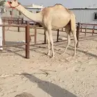 للبيع لقيه متلي مغادر الرموز