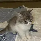 قطه