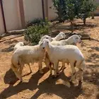 طليان فل شحم