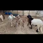 للبيع غنم سواكني