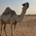 بكره للبيع