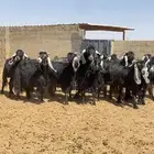 معزا عوارض صنف