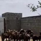 غنم دهم ودبس . معزا دهم ودبس( تم البيع