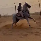 حصان شعبي حار طرب
