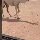 للبيع البكره لقيه وضحا