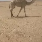 تم البيع خارج نطاق الموقع من مالكها المباشر