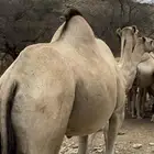 ناقه جنبه