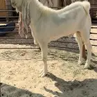 للبيع معزا هولنديات دفيع فواااخر