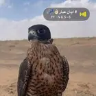 شاهين