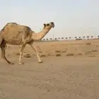 للبيع لقحه منتصفه في القاح