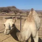 للبيع قعود