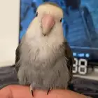 ذكر روز للبيع